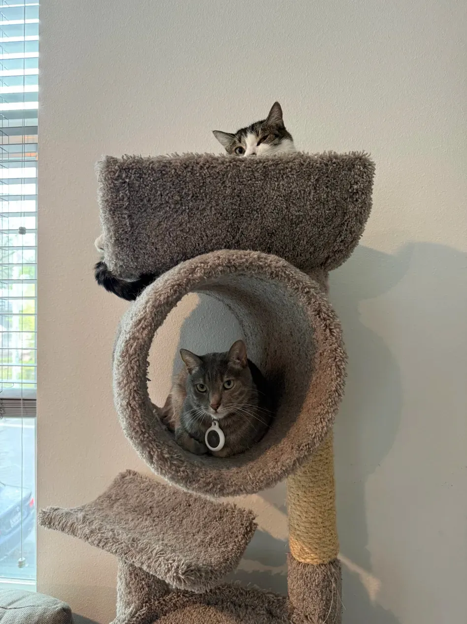Two cats sitting in a cat tree. The bottom is a grey cat looking at the camera with a neutral expression. The top is a grey and white cat winking at the camera.