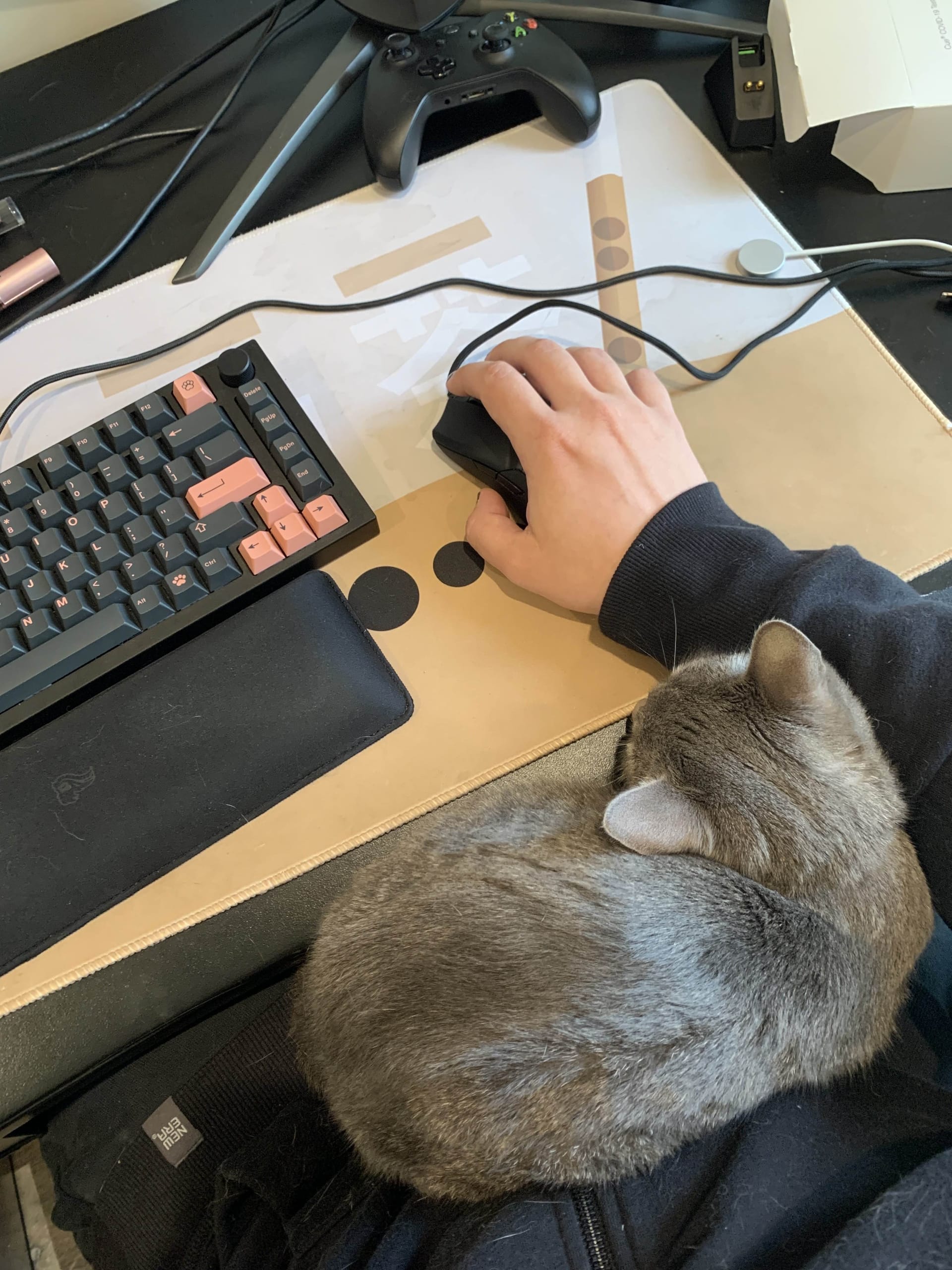 A gray cat huddled up in my lap as I use my computer